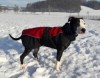 Předchozí: Bunda BULL 50cm